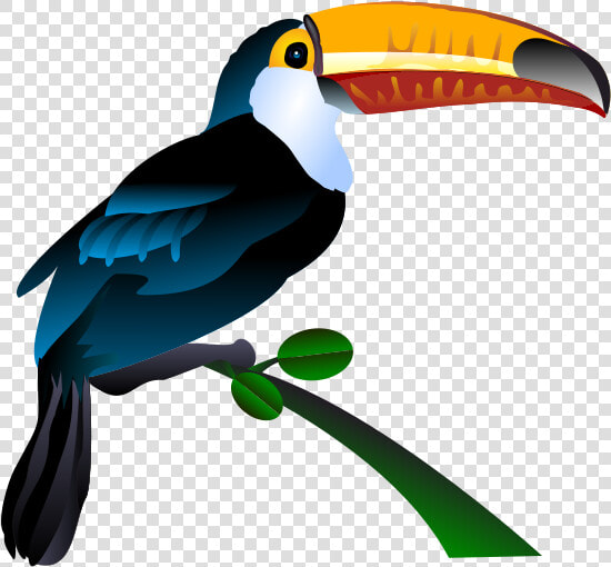 Free To Use Amp Public Domain Toucan Clip Art   Keel Billed Toucan Clipart  HD Png DownloadTransparent PNG