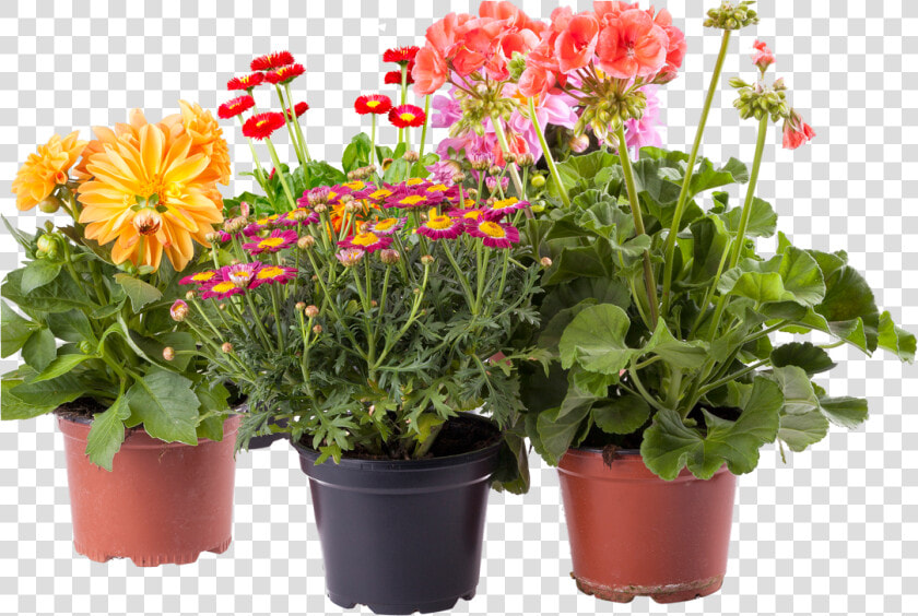 Transparent Potted Flower Clipart   Flower Pots Images Png  Png DownloadTransparent PNG