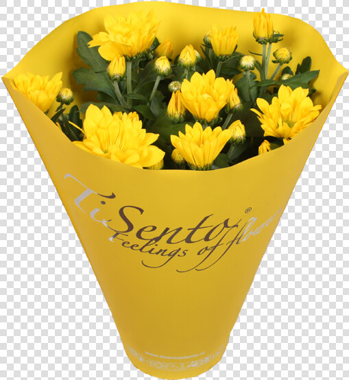 Chrysanths  HD Png DownloadTransparent PNG