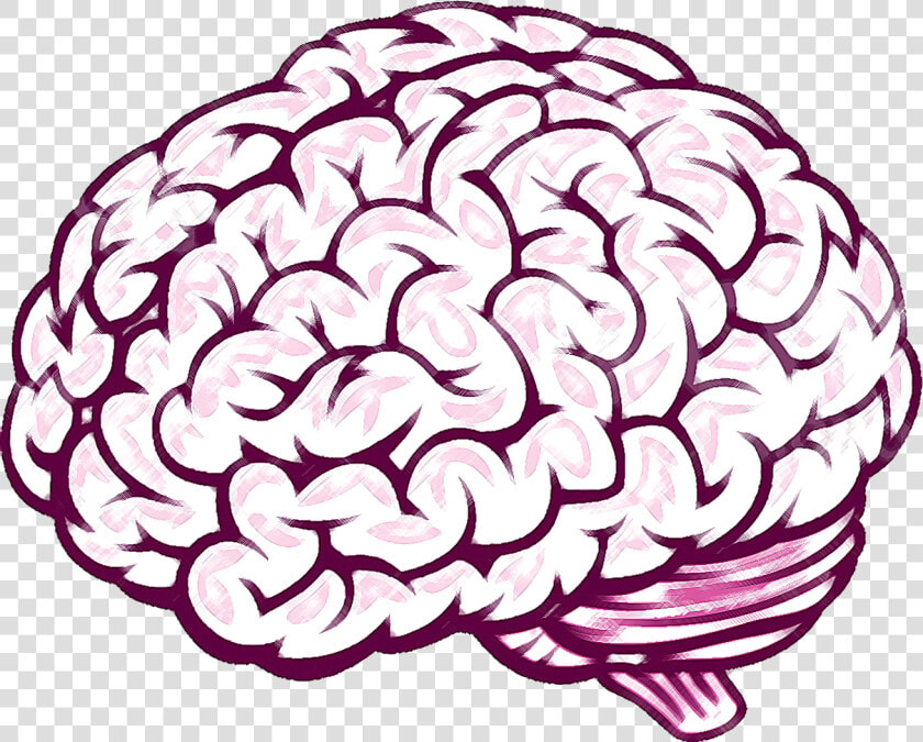 Brain Thinking Clipart For Kids Free Cliparts Transparent   Brain Vector Free  HD Png DownloadTransparent PNG