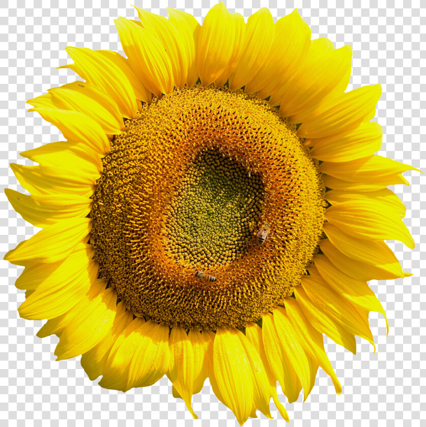 Yellow Sunflower Flower Png Image   Sunflower Tire Cover Back Up Camera  Transparent PngTransparent PNG