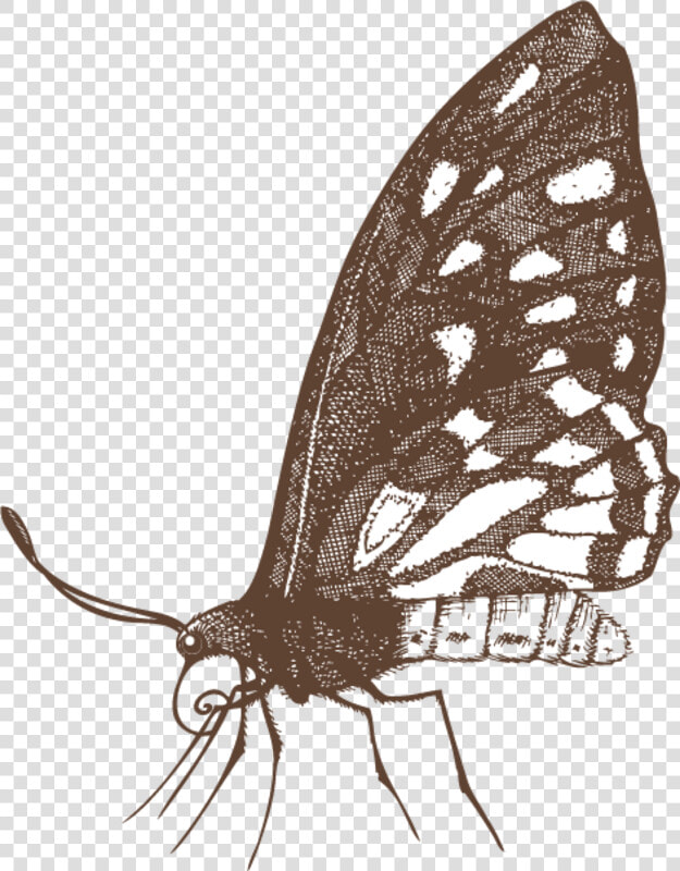 Papilio Machaon  HD Png DownloadTransparent PNG