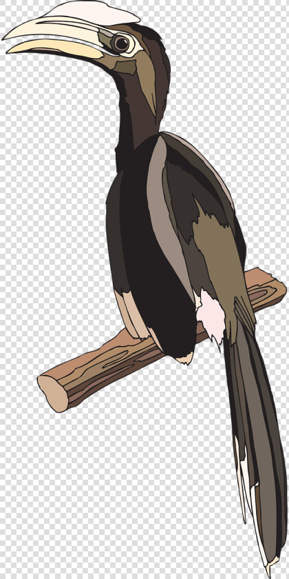 Hornbill  HD Png DownloadTransparent PNG