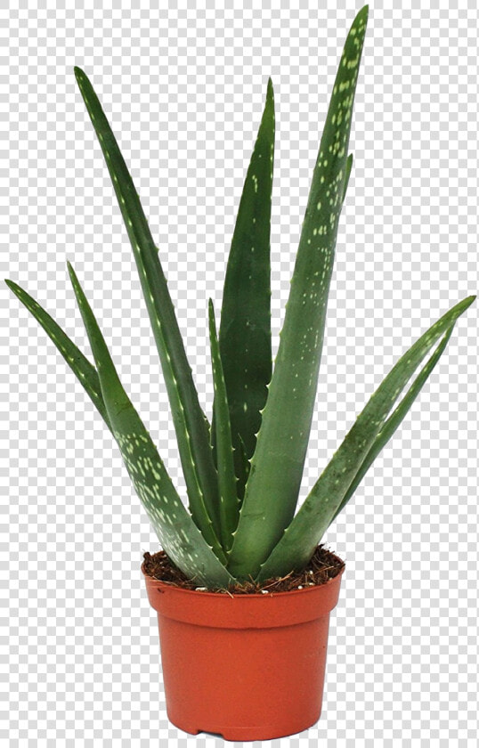 Aloe Vera Plant Png Image Background   Aloe Vera Plant  Transparent PngTransparent PNG