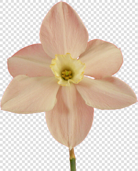 U 3532221309   Narcissus  HD Png DownloadTransparent PNG