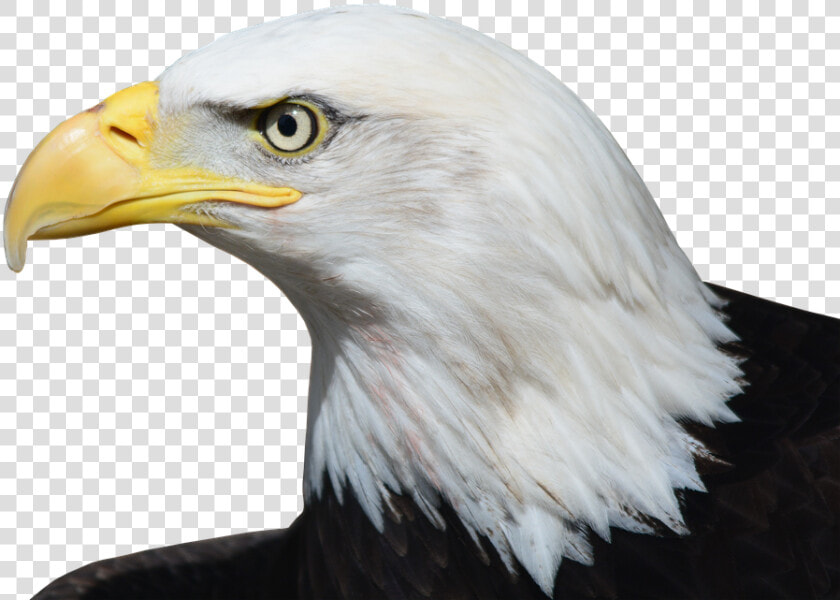 Bald Eagle  Adler  Raptor  Bird Of Prey  Bill  Bird   Relate To The Constitution  HD Png DownloadTransparent PNG