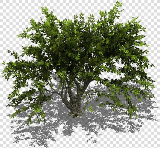 Preview   Trees Isometric View Png  Transparent PngTransparent PNG