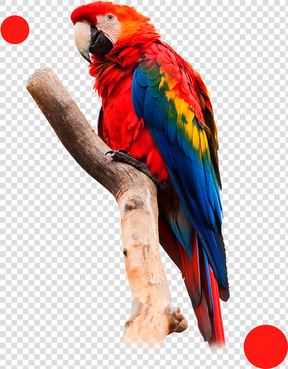 Guacamaya Xerox Impresoras Monterrey   Macaw Transparent  HD Png DownloadTransparent PNG