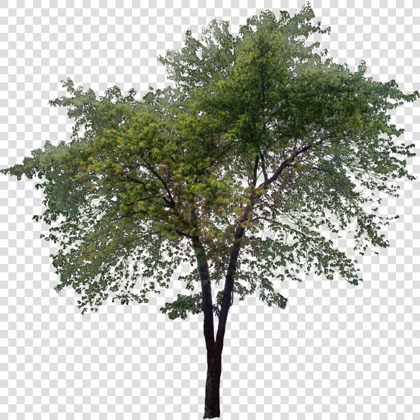 Tall Tree Png   Transparent Tall Tree Png  Png DownloadTransparent PNG