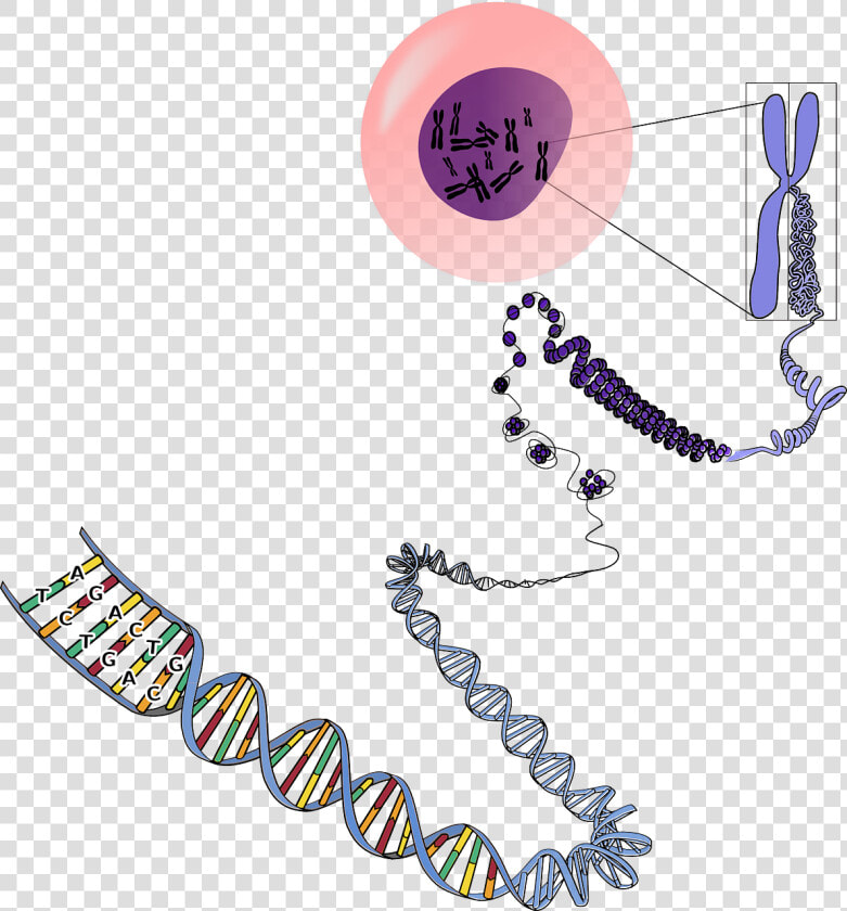 Many Chromosomes Do Humans Have  HD Png DownloadTransparent PNG