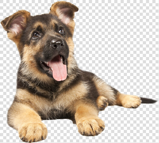 German Sheperd Puppy   German Shepherd Puppy Transparent  HD Png DownloadTransparent PNG