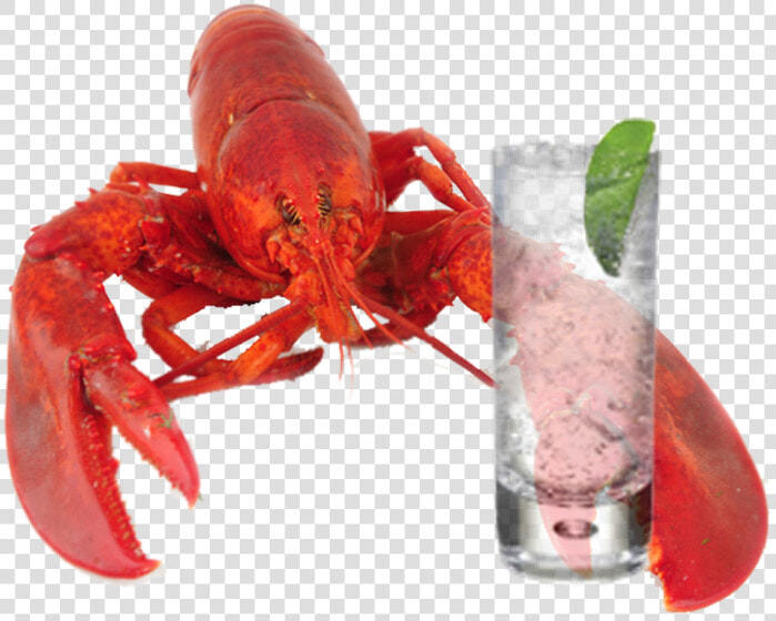 Transparent Lobster Png   Lobster Gin And Tonic  Png DownloadTransparent PNG