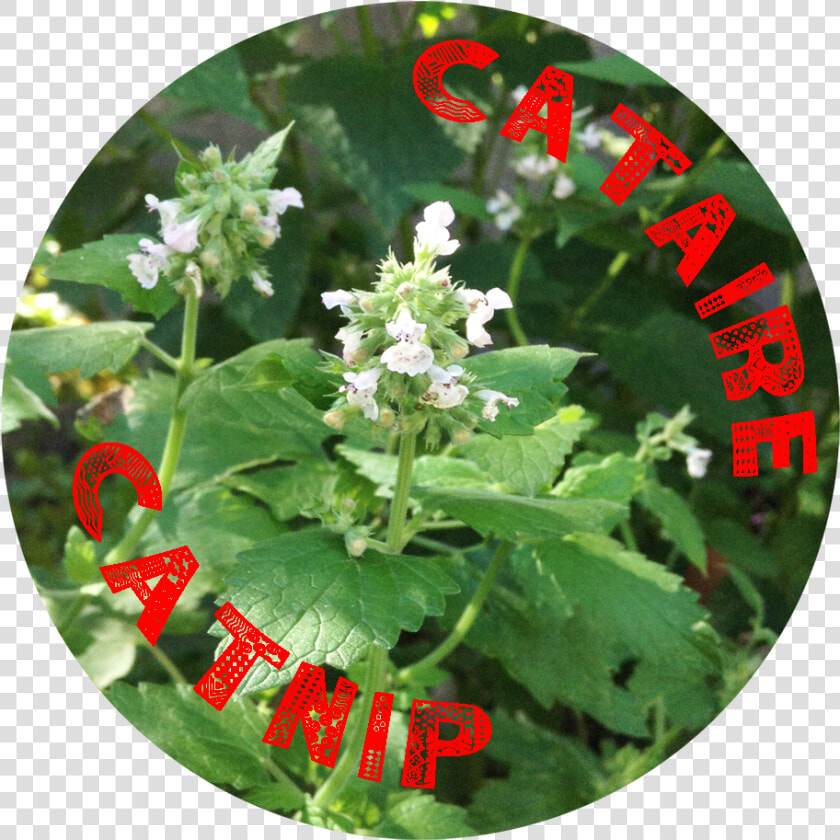 Catnip Text   Flower  HD Png DownloadTransparent PNG