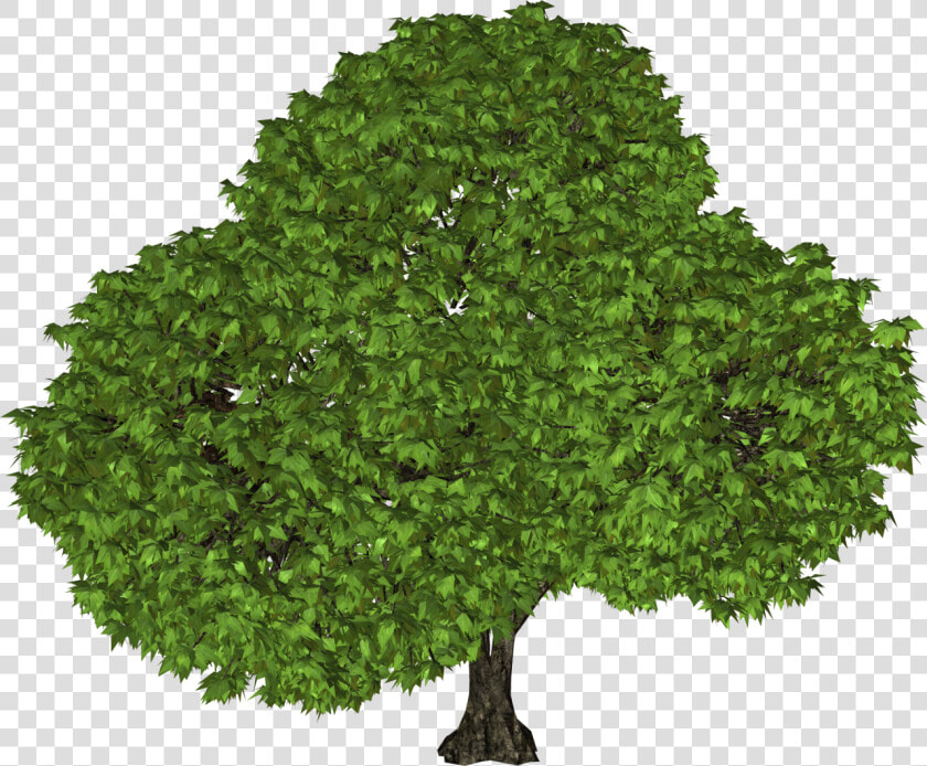 Black Walnut Tree Utah  HD Png DownloadTransparent PNG