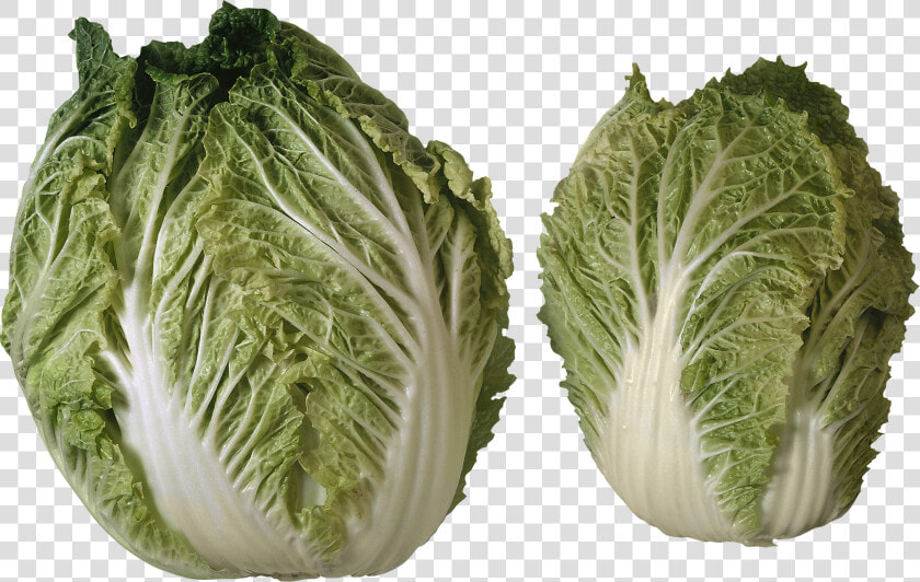 Salad Png Image   2 Heads Of Lettuce  Transparent PngTransparent PNG