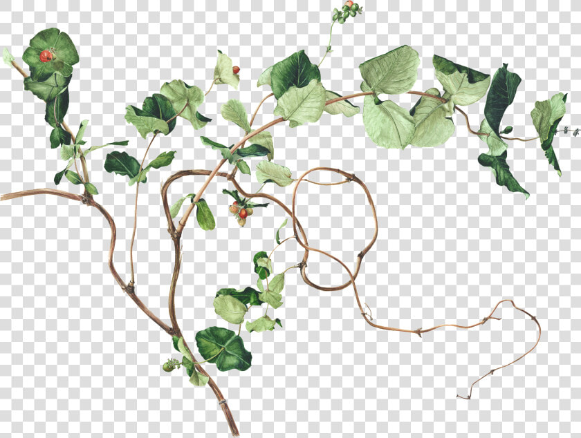 Pin By Akshay Patel   Ivy Botanical Drawing  HD Png DownloadTransparent PNG