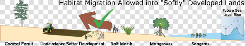 Estuarine Habitats Including Mangroves Seagrass Salt  HD Png DownloadTransparent PNG