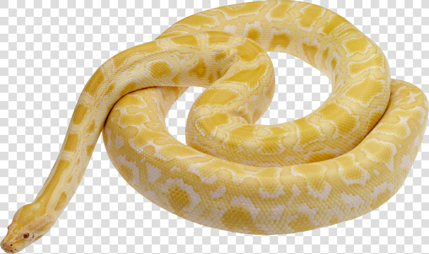 White Snake Png   Pale Yellow Snake  Transparent PngTransparent PNG