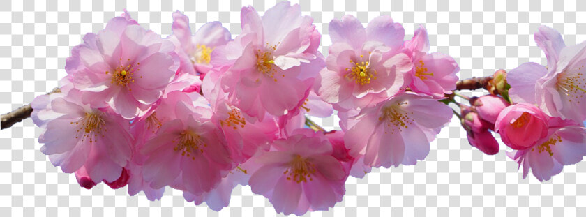 Transparent Cherry Blossom Png   Transparent Background Cherry Blossom Transparent Png  Png DownloadTransparent PNG