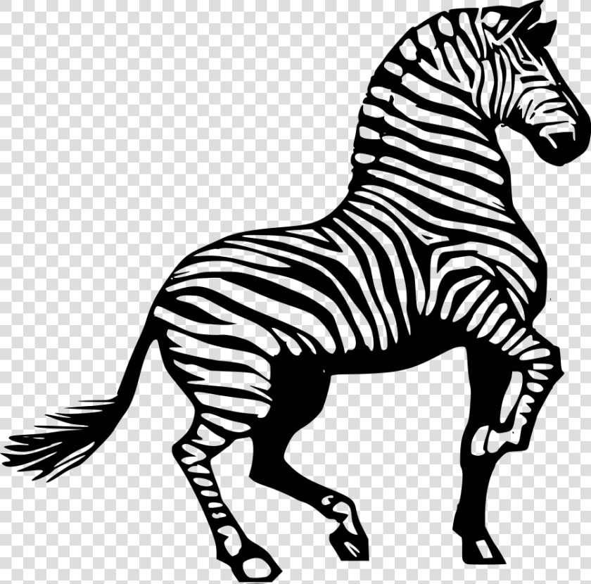 Black And White Download Zebra Clip Art   Clipart Of Zebra  HD Png DownloadTransparent PNG