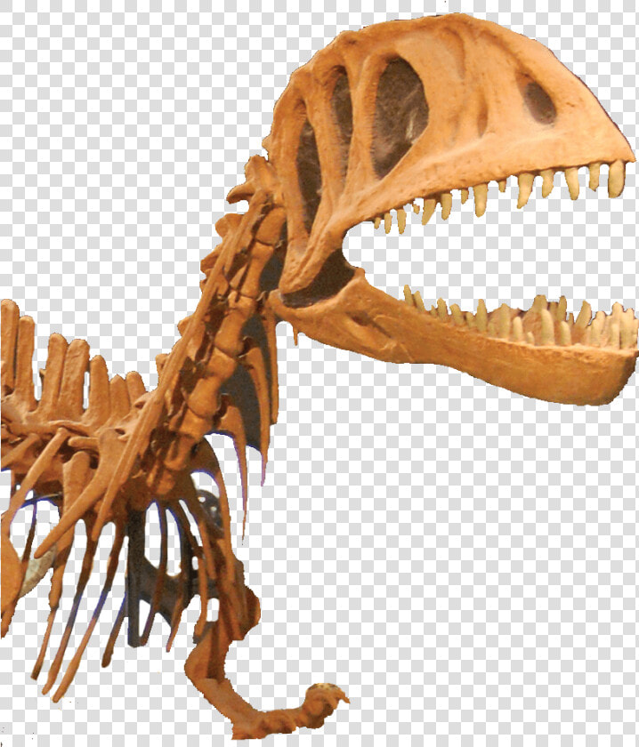 Tyrannosaurus  HD Png DownloadTransparent PNG