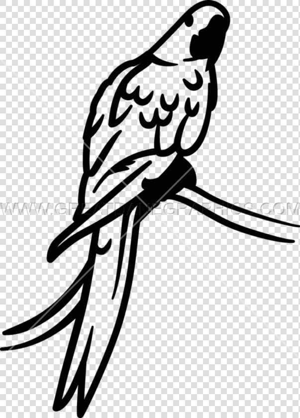 Parrot Clipart Hyacinth Macaw   Parakeet  HD Png DownloadTransparent PNG