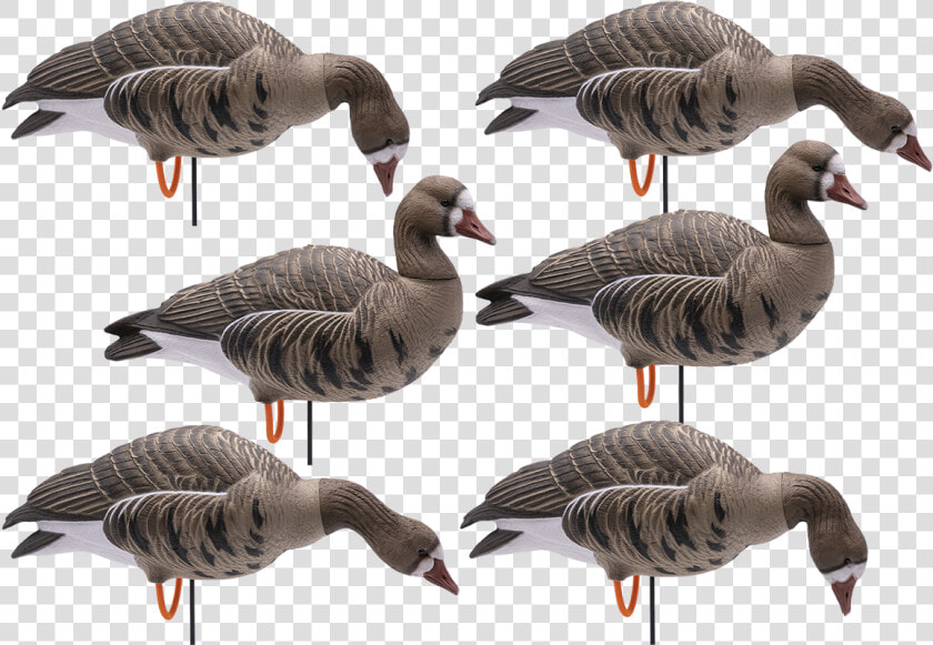 Full Body Hd Specklebelly Goose Decoys Class   Goose  HD Png DownloadTransparent PNG