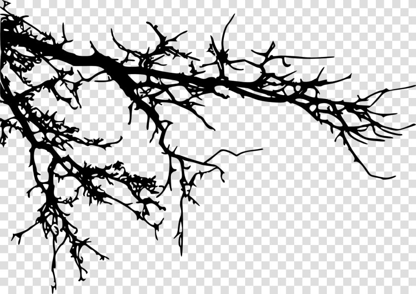 Branch Tree Silhouette Clip Art   Tree Branches Silhouette Png  Transparent PngTransparent PNG