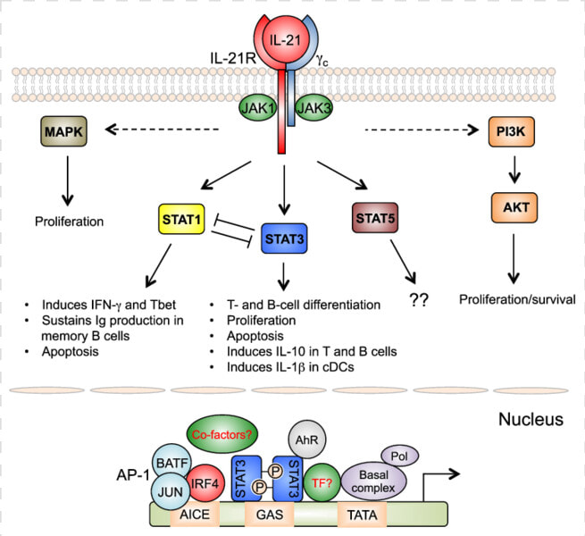 Il 21 Receptor Signaling  HD Png DownloadTransparent PNG