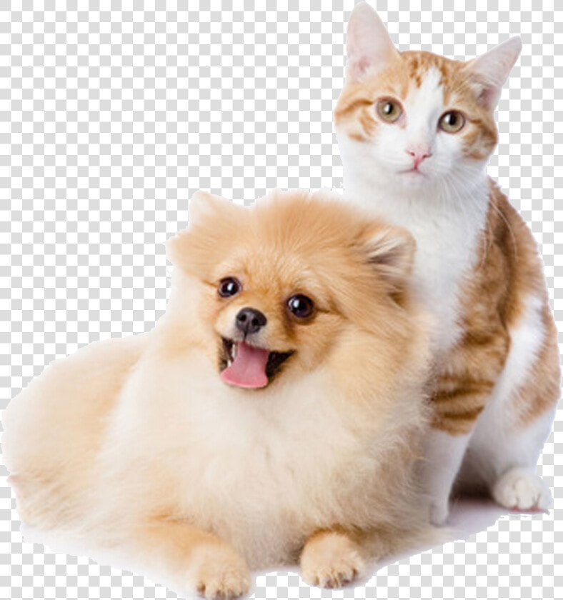 And Play Pet Kitten Dog Cat Cats Clipart   Transparent Background Pet Png  Png DownloadTransparent PNG