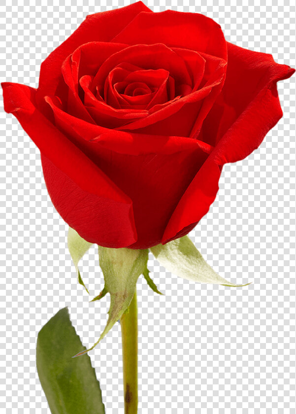 Single Red Rose With Greenery Mother S Day Arrangements   Water On Rose In A Vase  HD Png DownloadTransparent PNG