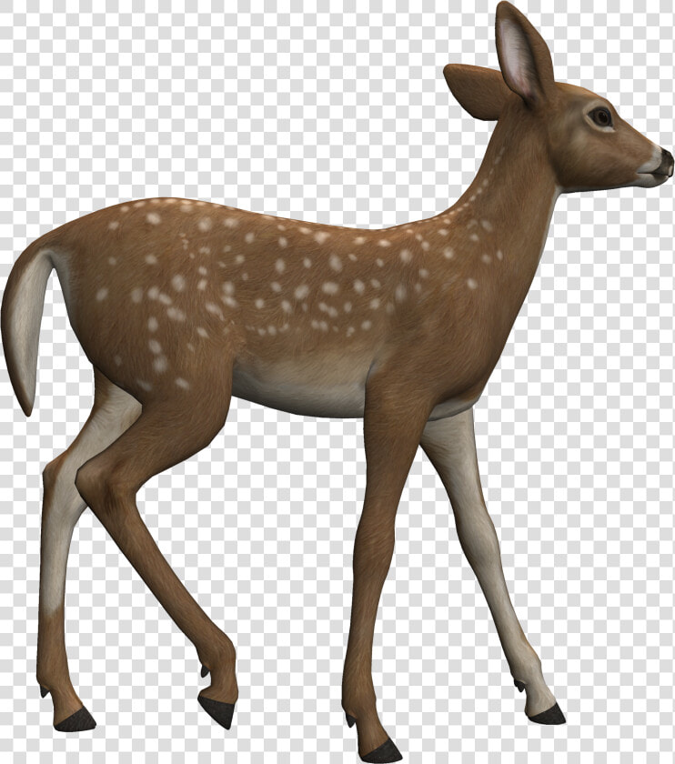 Deer Clipart Heterotroph   Clipart Reh  HD Png DownloadTransparent PNG