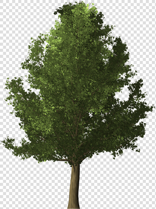 Ginkgo Tree  Ginkgo  Tree  Deciduous  Nature  Leaf   High Resolution Trees Png  Transparent PngTransparent PNG