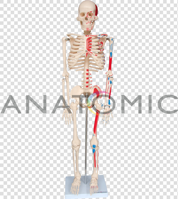 Clip Art Mao Esqueleto   Skeleton  HD Png DownloadTransparent PNG