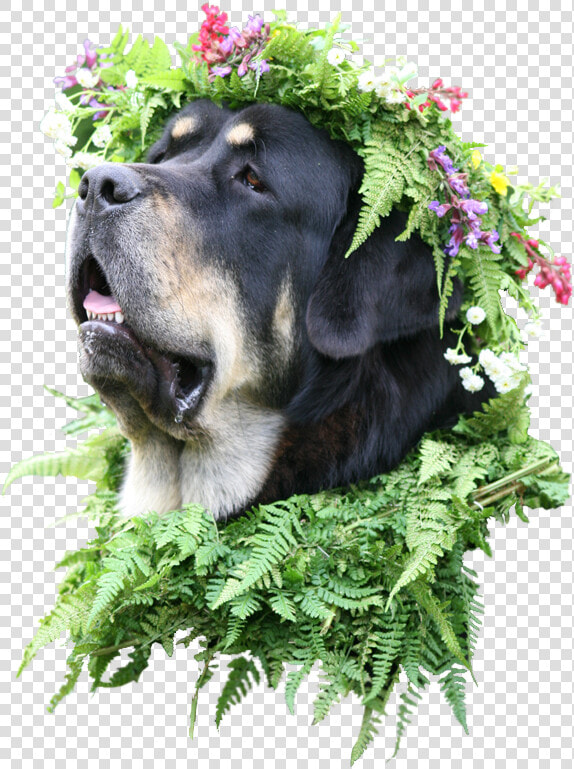 Animaldog With Flower Crown   Pies Z Wiankiem Na Głowie  HD Png DownloadTransparent PNG