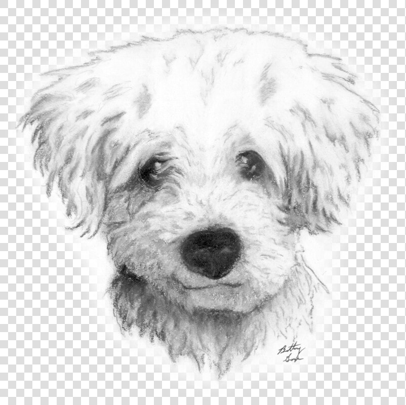 Graphic Transparent Drawing Charcoal Dog Draw A Curly   Curly Hair Dog Drawing  HD Png DownloadTransparent PNG