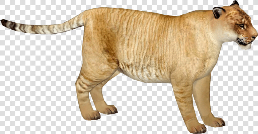 Liger Png  Transparent PngTransparent PNG