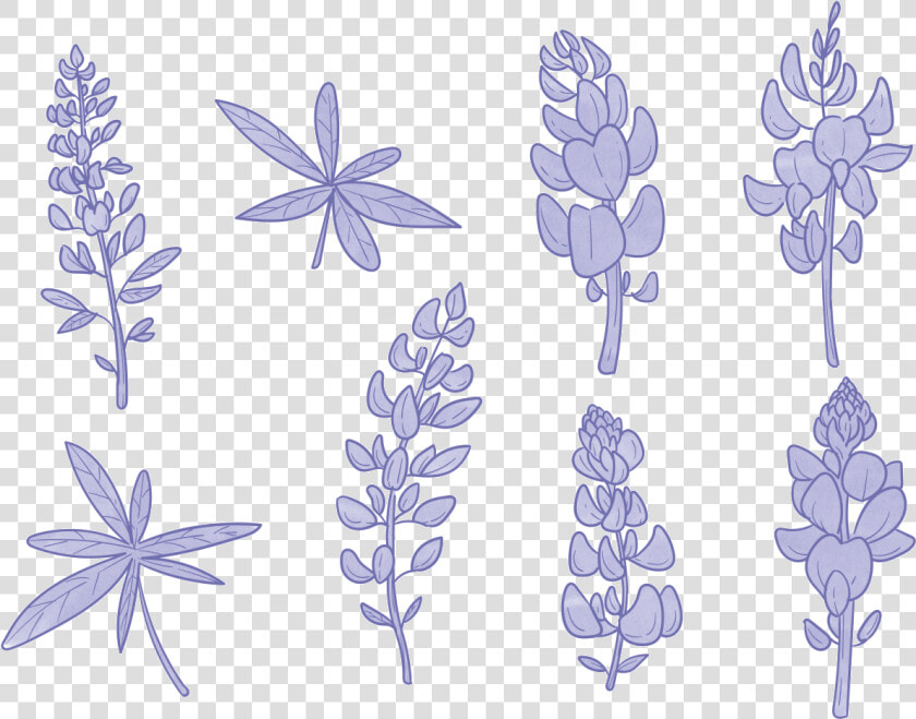 Bluebonnet Flor Vectores   Bluebonnet Drawing  HD Png DownloadTransparent PNG