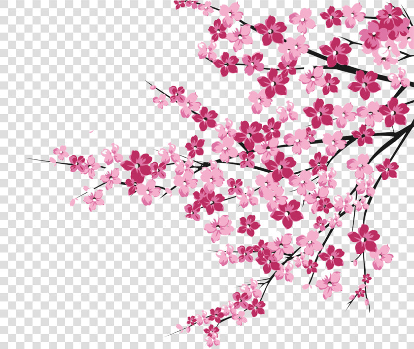 Cherry Blossoms Png   Cherry Blossom Tree Clipart Png  Transparent PngTransparent PNG