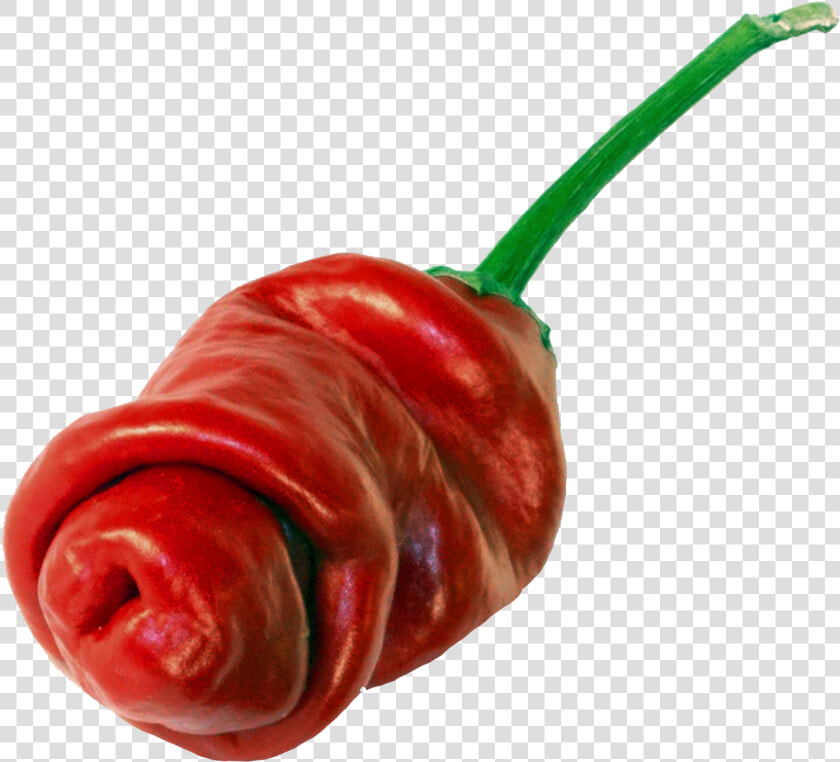 Paprika Penis  HD Png DownloadTransparent PNG