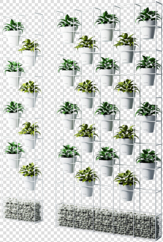 Chamomile  HD Png DownloadTransparent PNG