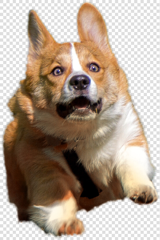 Clip Art Corgi Png   Corgi Png  Transparent PngTransparent PNG