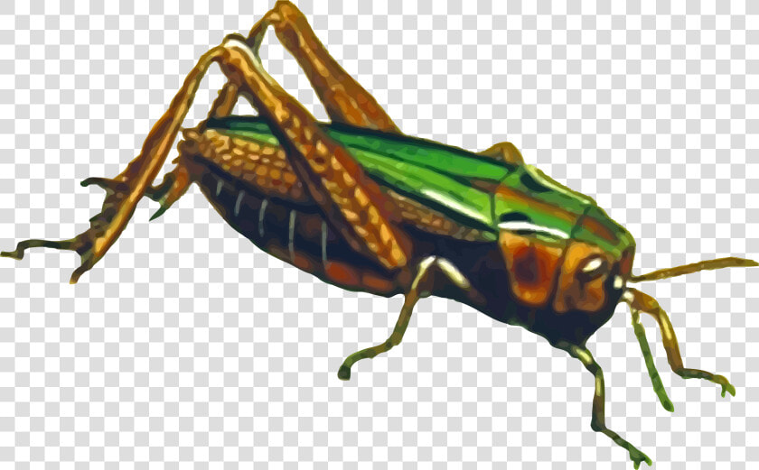 Locust   Png File Grasshopper Png  Transparent PngTransparent PNG