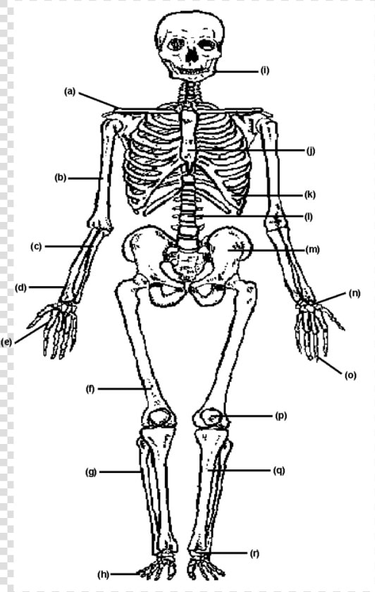 Systeme Musculo Squelettique Pdf  HD Png DownloadTransparent PNG