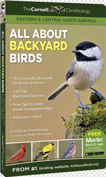 All About Backyard Birds   Eastern And Central North  HD Png DownloadTransparent PNG