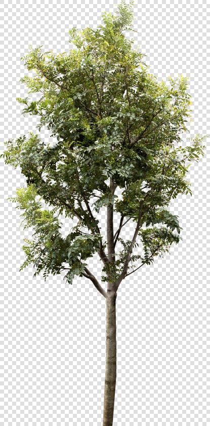 Trees For Architectural Rendering  HD Png DownloadTransparent PNG