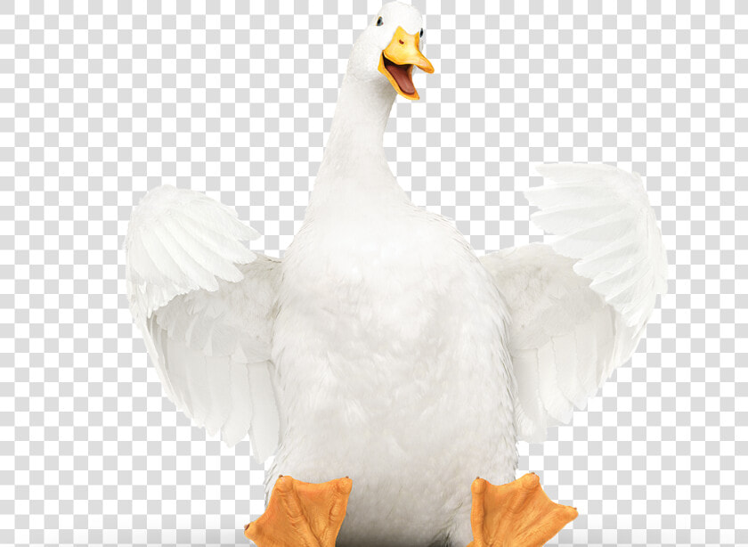 Aflac Duck  HD Png DownloadTransparent PNG