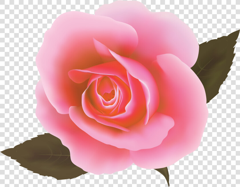 Rosa Cor De Rosa Vetor  HD Png DownloadTransparent PNG