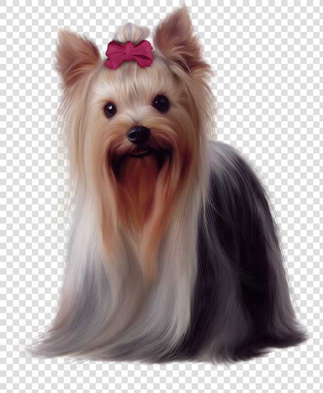 Yorkie Png 6 » Png Image   Golden Long Haired Dog  Transparent PngTransparent PNG