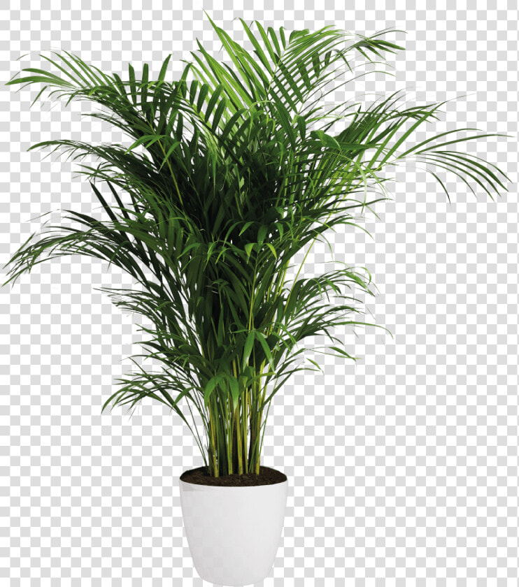 Areca Palm   Transparent Background Indoor Plants Png  Png DownloadTransparent PNG